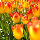 View Tulips